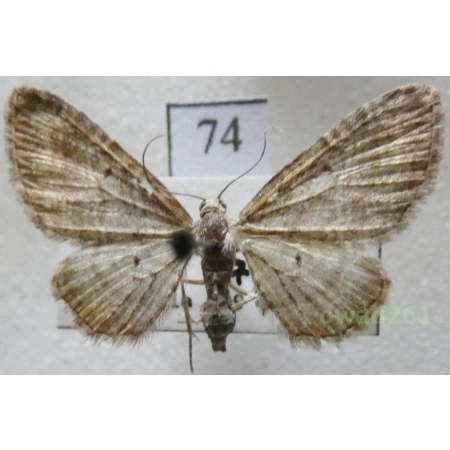 Eupithecia subfuscata (Haworth, 1809) Czech74
